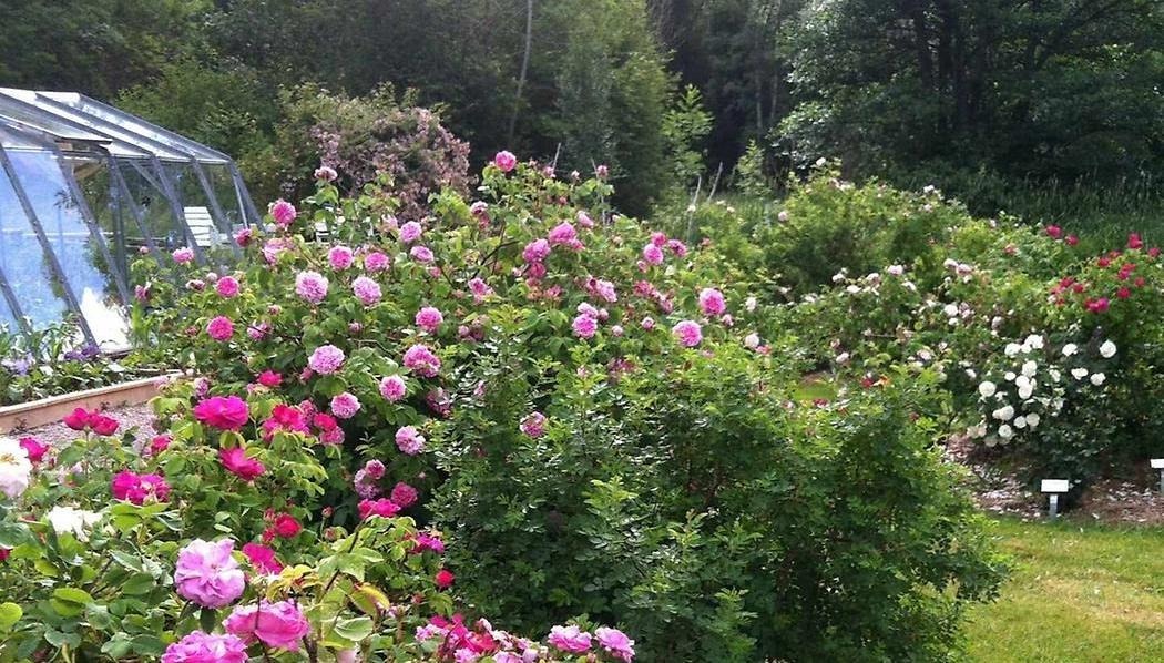 Prunkande rosor