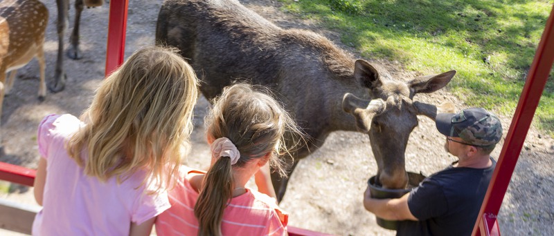 Älg som blir matad av människor